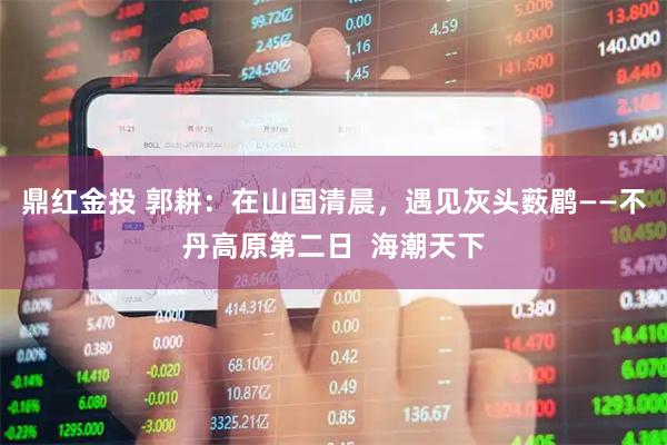 鼎红金投 郭耕：在山国清晨，遇见灰头薮鹛——不丹高原第二日  海潮天下